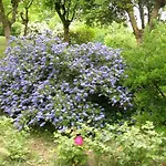 Il Suono Del Bosco 4*