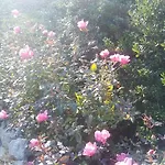 Il Suono Del Bosco
