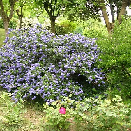 Il Suono Del Bosco 4*