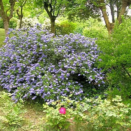 Il Suono Del Bosco Frühstückspension 4*