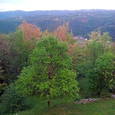 Il Suono Del Bosco