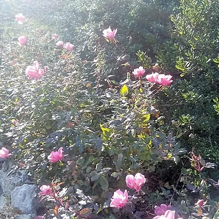 Il Suono Del Bosco 4*