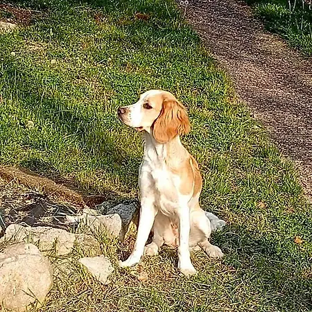 Il Suono Del Bosco Frühstückspension