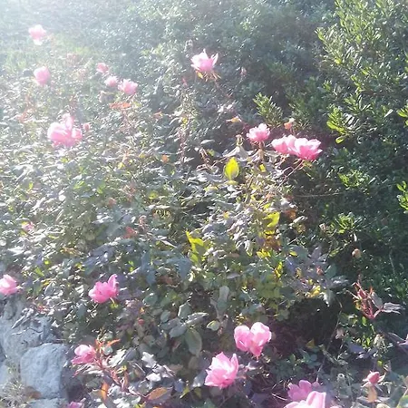 Il Suono Del Bosco