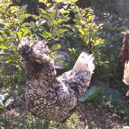 Il Suono Del Bosco Bed & Breakfast 4*