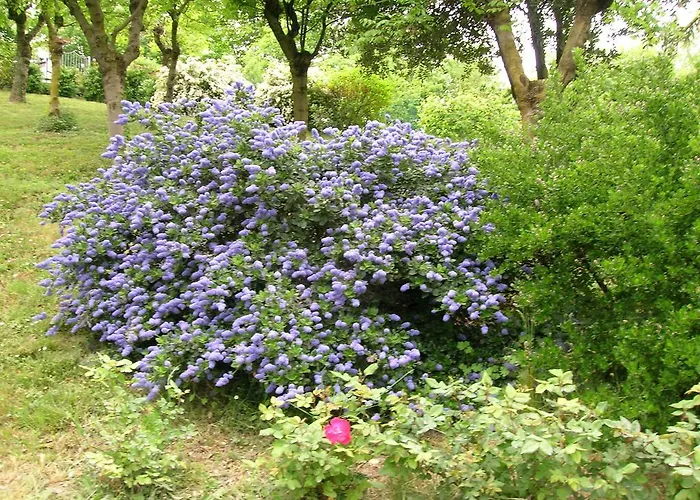 Il Suono Del Bosco 4*